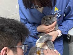 -半岛宠物医院24小时(白果林店)