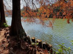 -深圳市中科院仙湖植物园