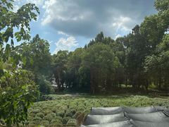 -野蔓果·山野菜(西湖景区·龙井茶田店)