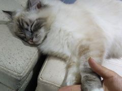 -喵的天空名猫咖啡馆·撸猫·猫舍·用品