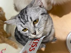 -藏猫猫咖啡主题馆(中央大道店)