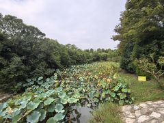 -上海海湾国家森林公园