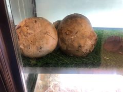 -鲜菌江湖正宗野生菌火锅