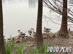 -海珠湖公园