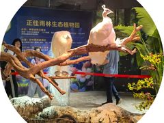 -正佳雨林生态植物园