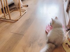 -猫大福·Fortune Cat猫舍(百子湾店)