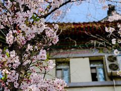 -鸡鸣寺