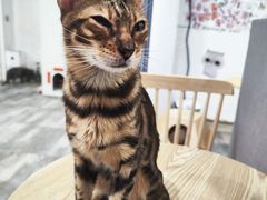 -楼上猫咖(罗湖店)