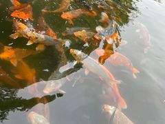 -鲁镇