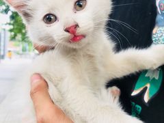 -FAELING PETS美天灵宠物(富力广场店)