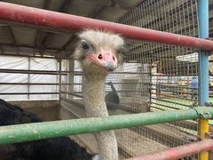 -南宫五洲植物乐园