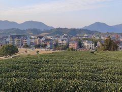 -龙坞茶村