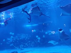 -烟台海昌鲸鲨海洋公园