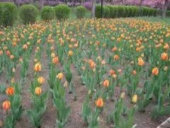 -黑龙江省森林植物园