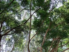 -深圳国际园林花卉博览园