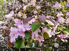 -长白岛森林公园