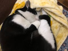 -猫的天空之城概念书店(杭州南宋御街店)