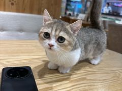 -藏猫猫咖啡主题馆(中央大道店)