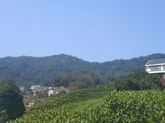 -龙井村