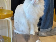 -有喵·猫咖·狗咖·40+猫狗有小奶狗(岗厦店)