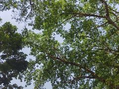 -西双版纳原始森林公园