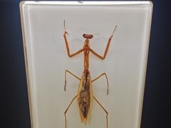 -河南自然博物馆