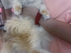 -青奢宠物·青奢猫舍