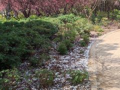 -洛阳市隋唐城遗址植物园