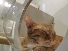 -楼上猫咖(罗湖店)