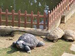 -广东惠东海龟国家级自然保护区