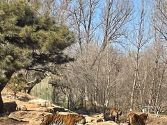 -北京野生动物园