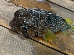 -蓝湾碧波·老字号·疍家非遗海上餐厅