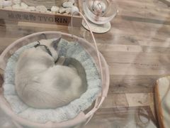 -袖虎·猫馆(体育西路店)