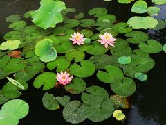 -眉山湿地公园(东坡区)