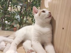 -屋虎猫馆(宝安大仟里店)