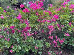 -深圳国际园林花卉博览园