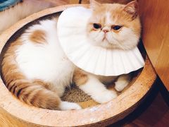 -滚猫咖啡·猫咖·猫友好撸猫(未来城店)