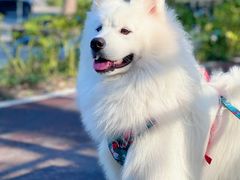 -翊宠yipet猫狗购宠庄园犬舍•猫舍