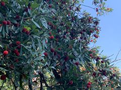 -东山风景区(洞庭东山)