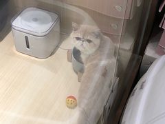 -momokira米努特·德文卷毛猫·棉花面纱犬