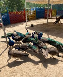 点击看大图 -萌宠亲子动物乐园(槐房万达店)