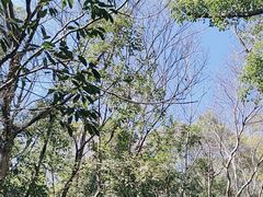 -上海佘山国家森林公园天马山园