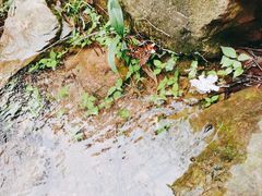 -桃花岭景区