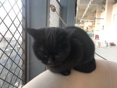 -怪兽屋·羊驼·猫咖·狗咖(俊华广场店)