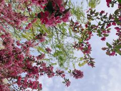 -海棠花溪(元大都城垣遗址公园)