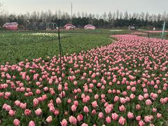 -荷兰花海