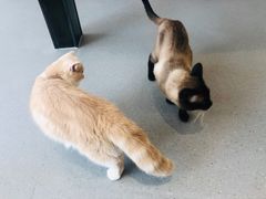 -飞行喵MR PILOT|猫舍·猫咖(静安大融城店)