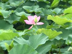 -荷塘月色湿地公园·向阳花洲