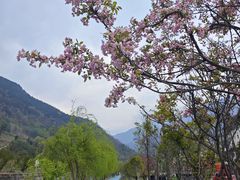 -卧龙中华大熊猫苑神树坪基地