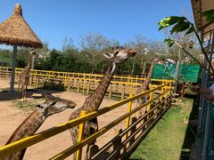 -西霞口神雕山野生动物世界